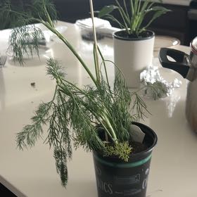 Photo of the plant species Dill by @ValidQuenepa75 named Osmo on Greg, the plant care app