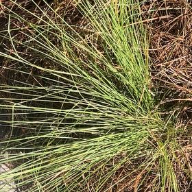 Photo of the plant species Muhly Grass by @KindNapaea86 named Rosa on Greg, the plant care app