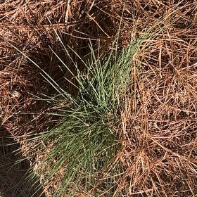 Photo of the plant species Spreading Rush by @KindNapaea86 named Duke on Greg, the plant care app