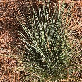 Photo of the plant species Spreading Rush by @KindNapaea86 named Rainier on Greg, the plant care app