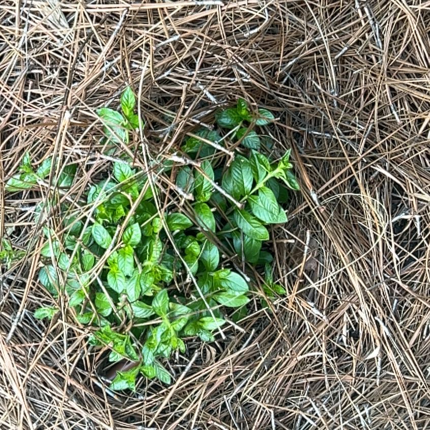 Photo of the plant species Partridge Berry by @KindNapaea86 named Sproutacus on Greg, the plant care app