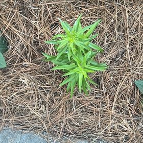 Photo of the plant species Seaside Goldenrod by @KindNapaea86 named Sherlock on Greg, the plant care app