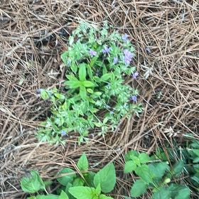 Photo of the plant species Alfalfa by @KindNapaea86 named Tolkien on Greg, the plant care app