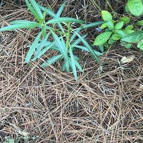 Photo of the plant species Caper Spurge by @KindNapaea86 named Kobe on Greg, the plant care app