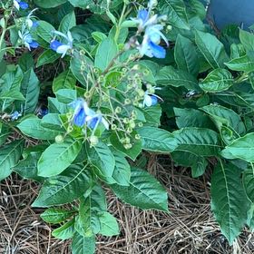 Photo of the plant species Bittersweet by @KindNapaea86 named Doja Cat on Greg, the plant care app