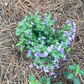 Photo of the plant species Blue Fieldmadder by @KindNapaea86 named Foxxy on Greg, the plant care app