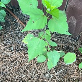 Photo of the plant species Crimsoneyed Rosemallow by @KindNapaea86 named Demi on Greg, the plant care app
