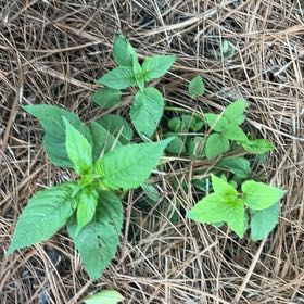 Photo of the plant species Himalayan Balsam by @KindNapaea86 named Zeus on Greg, the plant care app