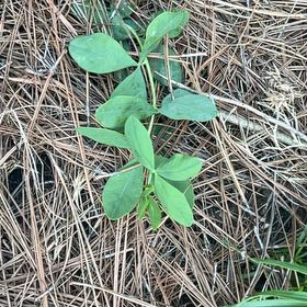 Photo of the plant species Ceylon Spinach by @KindNapaea86 named Darwin on Greg, the plant care app