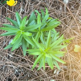 Photo of the plant species Orange Lily by @KindNapaea86 named Lola on Greg, the plant care app