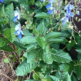 Photo of the plant species Bittersweet by @KindNapaea86 named Daphne on Greg, the plant care app