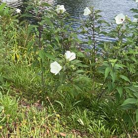 Photo of the plant species Crimsoneyed Rosemallow by @KindNapaea86 named Achilles on Greg, the plant care app