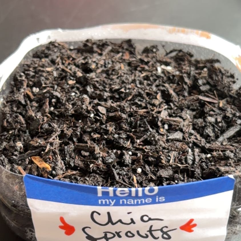 Photo of the plant species Chia by @WholeFlaxsilk17 named Thalia on Greg, the plant care app