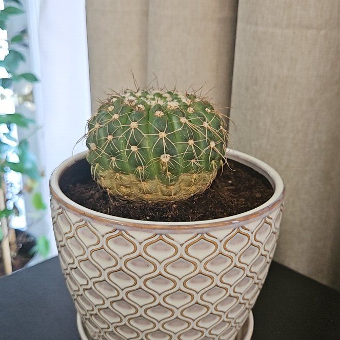 Photo of the plant species Ferocactus histrix by @WellbuiltFern66 named Lovelace on Greg, the plant care app