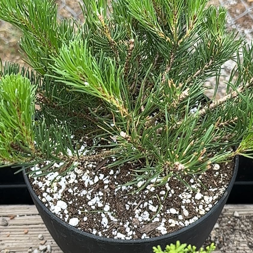 Photo of the plant species Swiss Mountain Pine by @FabCoccoon54 named Sir Plancelot mugo on Greg, the plant care app