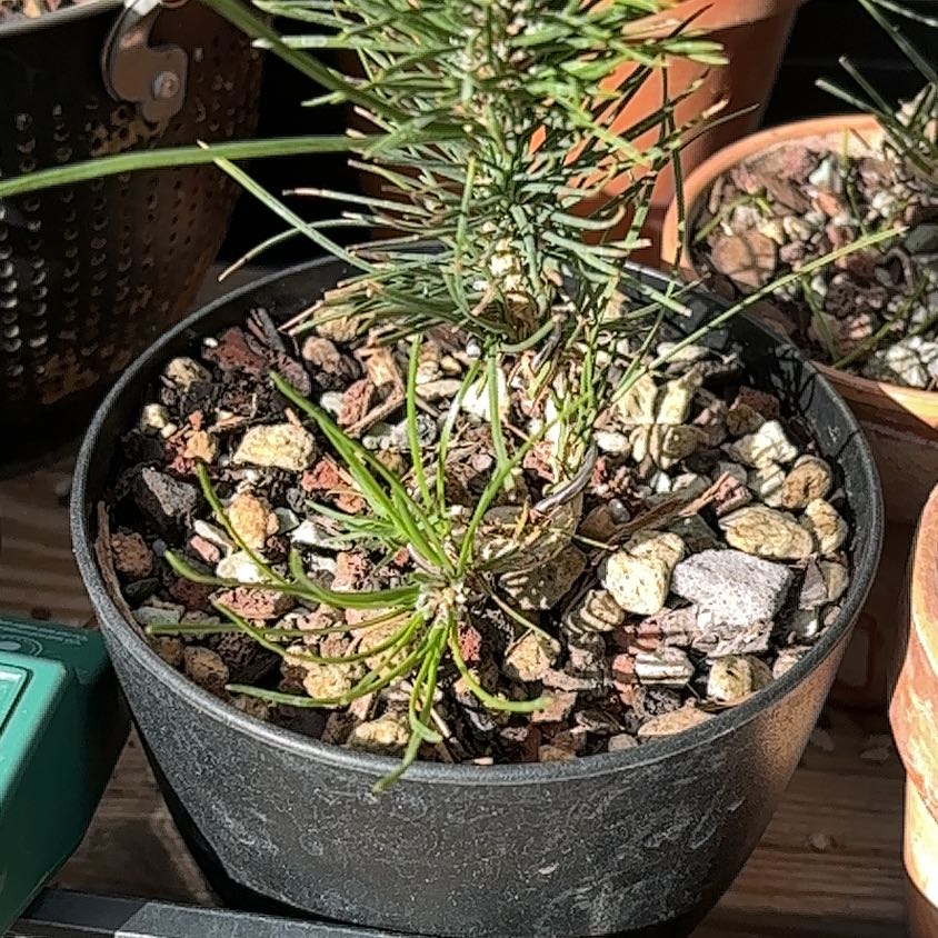 Photo of the plant species Japanese black pine by @FabCoccoon54 named Awesome on Greg, the plant care app