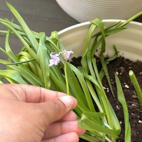 Photo of the plant species Spanish Bluebell by @ChicJicaro12 named Kobe on Greg, the plant care app