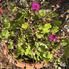 Photo of the plant species Hooded-Leaf Pelargonium by @QuietChisme54 named Madonna on Greg, the plant care app