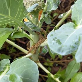 Photo of the plant species Broccoli by @DollPrincetut96 named Boun Prem on Greg, the plant care app