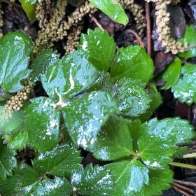 Photo of the plant species Beach Strawberry by @DollPrincetut96 named Tree Diddy on Greg, the plant care app