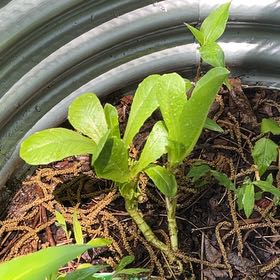 Photo of the plant species Romaine Lettuce 'Rosaine' by @DollPrincetut96 named Jisung on Greg, the plant care app