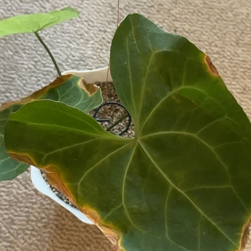 Photo of the plant species anthurium pterodactyl by Ariel named Pterodactyl on Greg, the plant care app