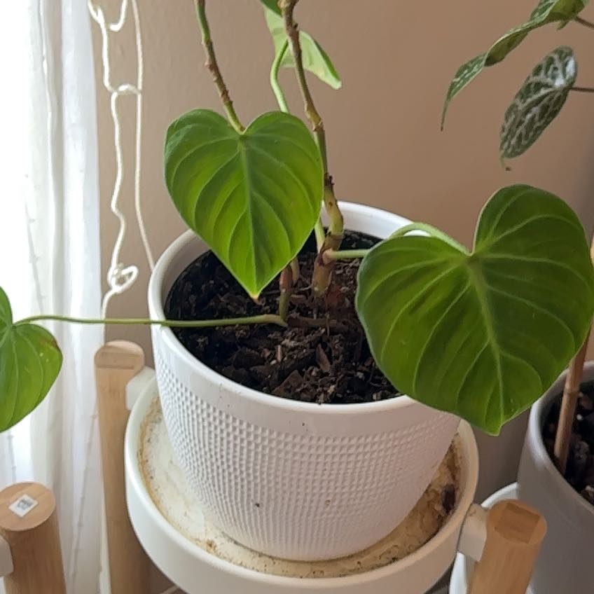Philodendron El Choco Red plant in a white pot with healthy green leaves.