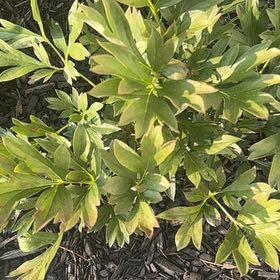 Photo of the plant species Common Peony by @ComicalChaya12 named Bartzella Itoh Peony on Greg, the plant care app