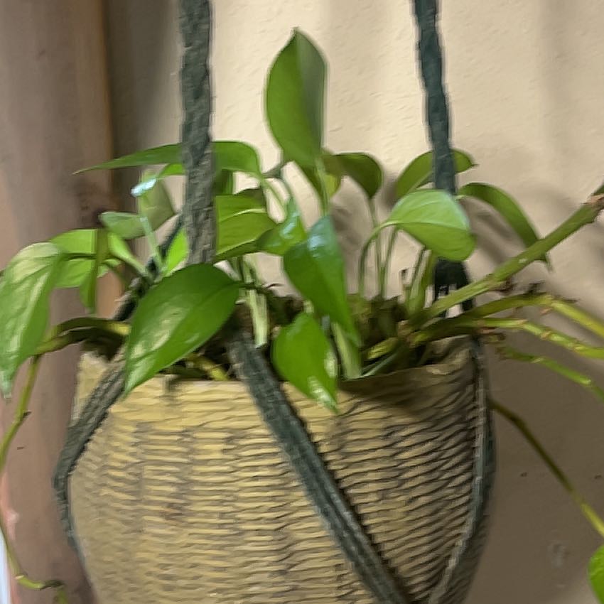 Photo of the plant species Whisk Fern by @MeekRuby92 named Girlfrond on Greg, the plant care app