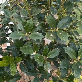 Photo of the plant species Holly Osmanthus by @FitRambutan7 named Emerson on Greg, the plant care app
