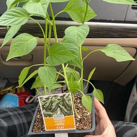 Photo of the plant species Capsicum 'La Bomba II F1' by @VehementGray82 named Tolkien on Greg, the plant care app