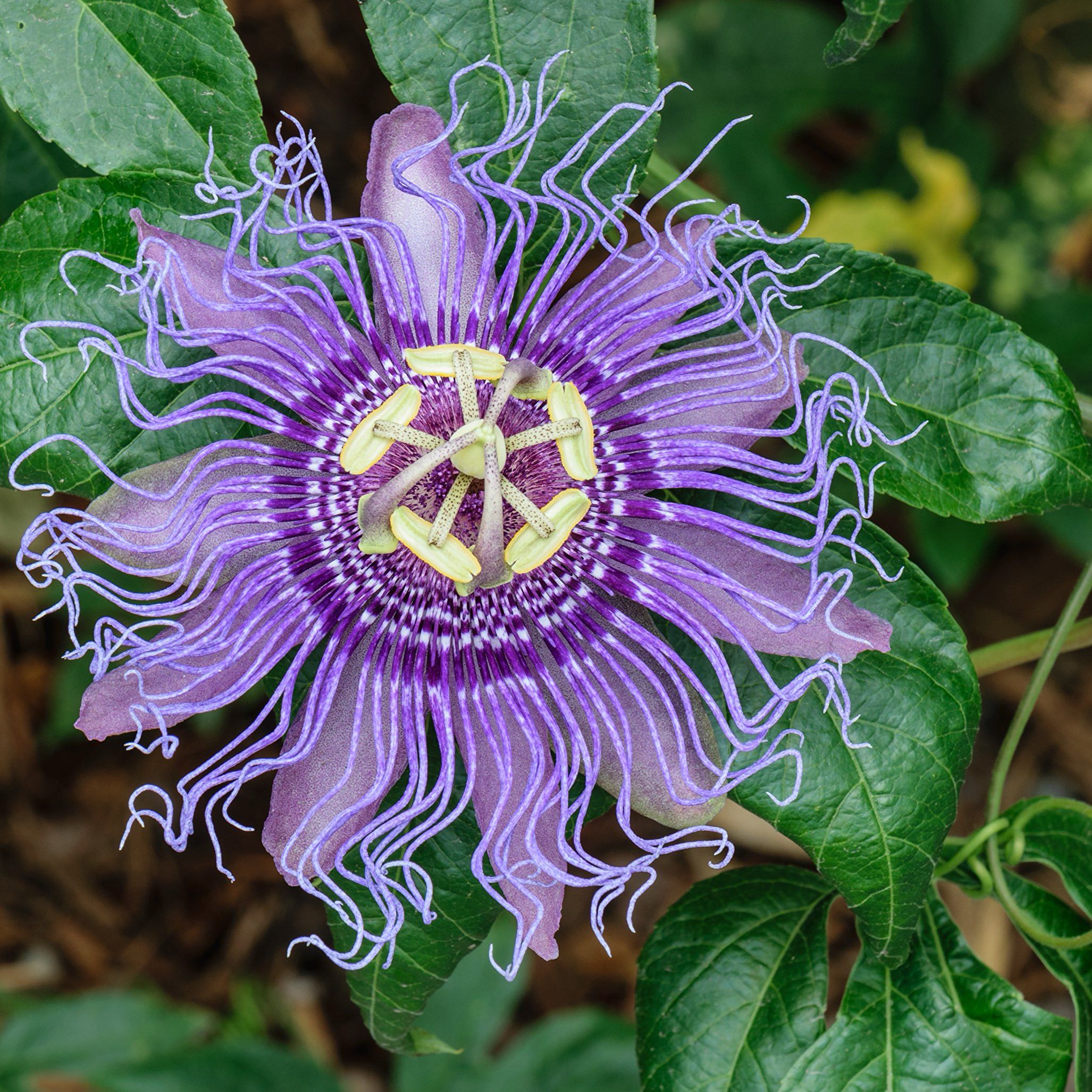 Photo of the plant species Maypop by @PetPersia14 named Stella on Greg, the plant care app