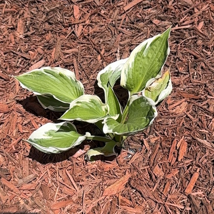 Photo of the plant species Sun Hosta by @CalmOrpine95 named Achilles on Greg, the plant care app