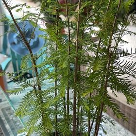 Photo of the plant species Bald Cypress by @SingularCat47 named Fernie Saunders on Greg, the plant care app