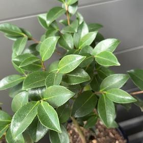 Photo of the plant species Common Camellia by @SingularCat47 named Marley on Greg, the plant care app