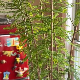 Photo of the plant species Metasequoia Glyptostroboides by @SingularCat47 named Hemingway on Greg, the plant care app