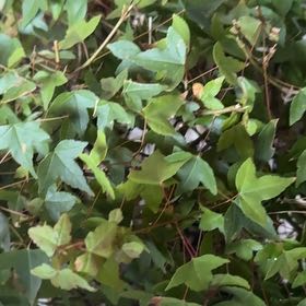 Photo of the plant species Montpellier Maple by @SingularCat47 named Pax on Greg, the plant care app