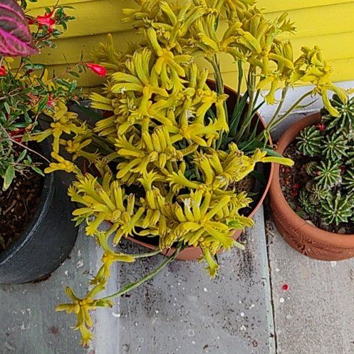 Photo of the plant species Blackeyed Susan by @PoetRedlion75 named LiloStitch on Greg, the plant care app