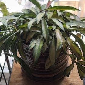 Photo of the plant species variegated hoya wayetii by @YesMahoe10 named Madonna on Greg, the plant care app
