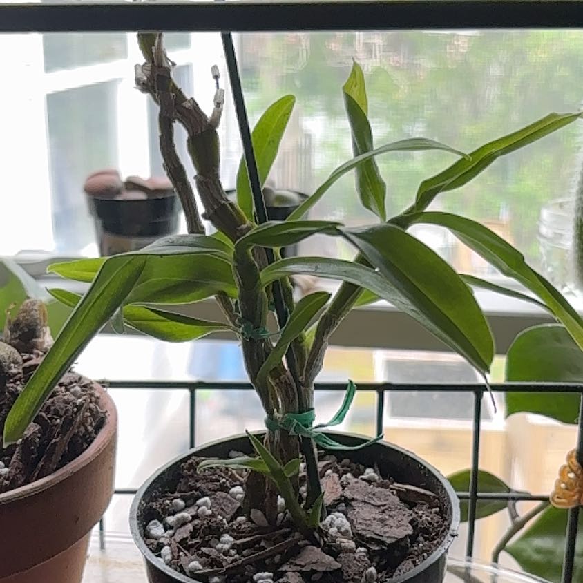 Photo of the plant species Orchid Dendrochilum Formosanum by @YesMahoe10 named Bella on Greg, the plant care app