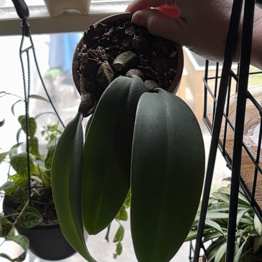 Photo of the plant species Bulbophyllum Orchid by @YesMahoe10 named Duke on Greg, the plant care app