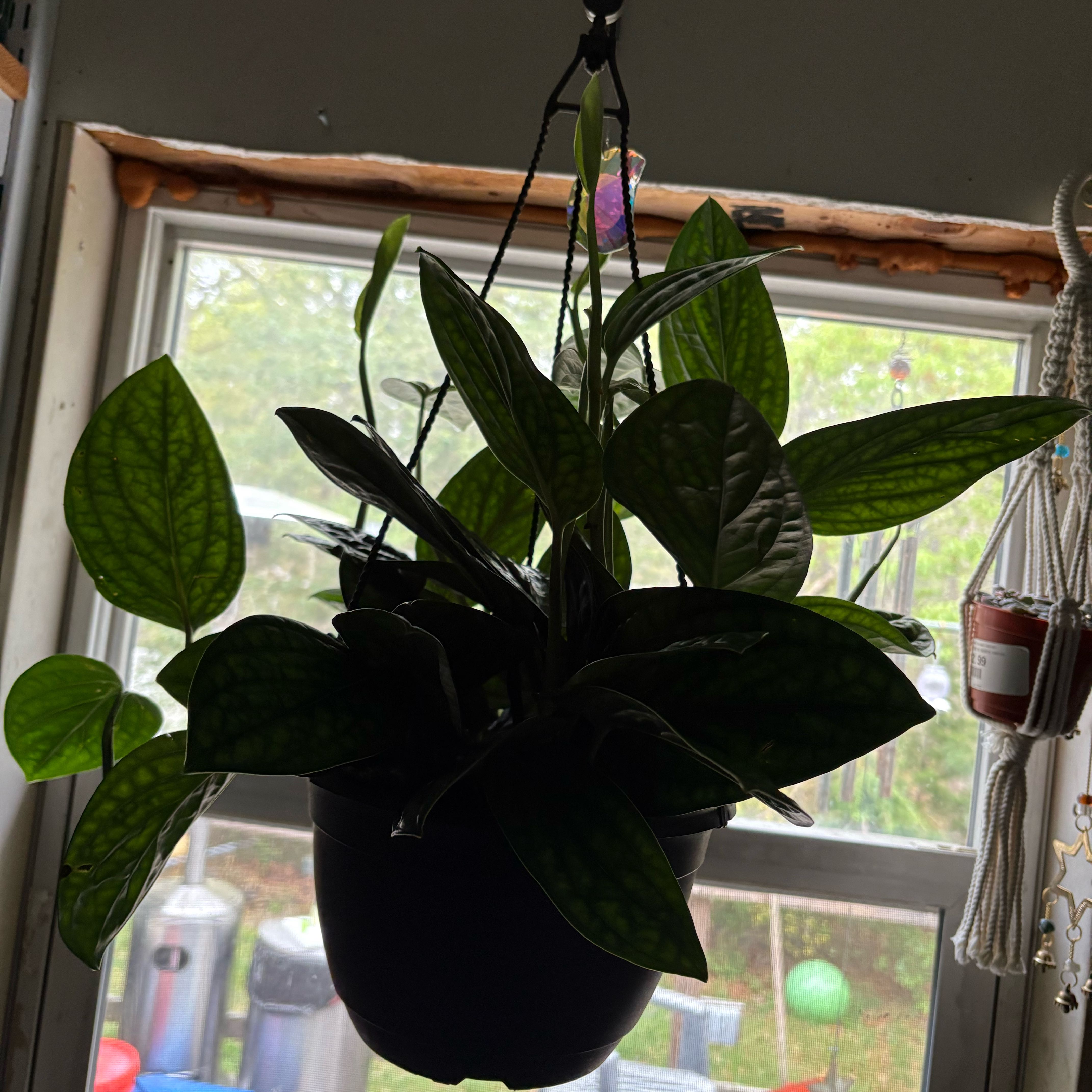 Photo of the plant species Monstera Peru by @YesMahoe10 named Clooney on Greg, the plant care app