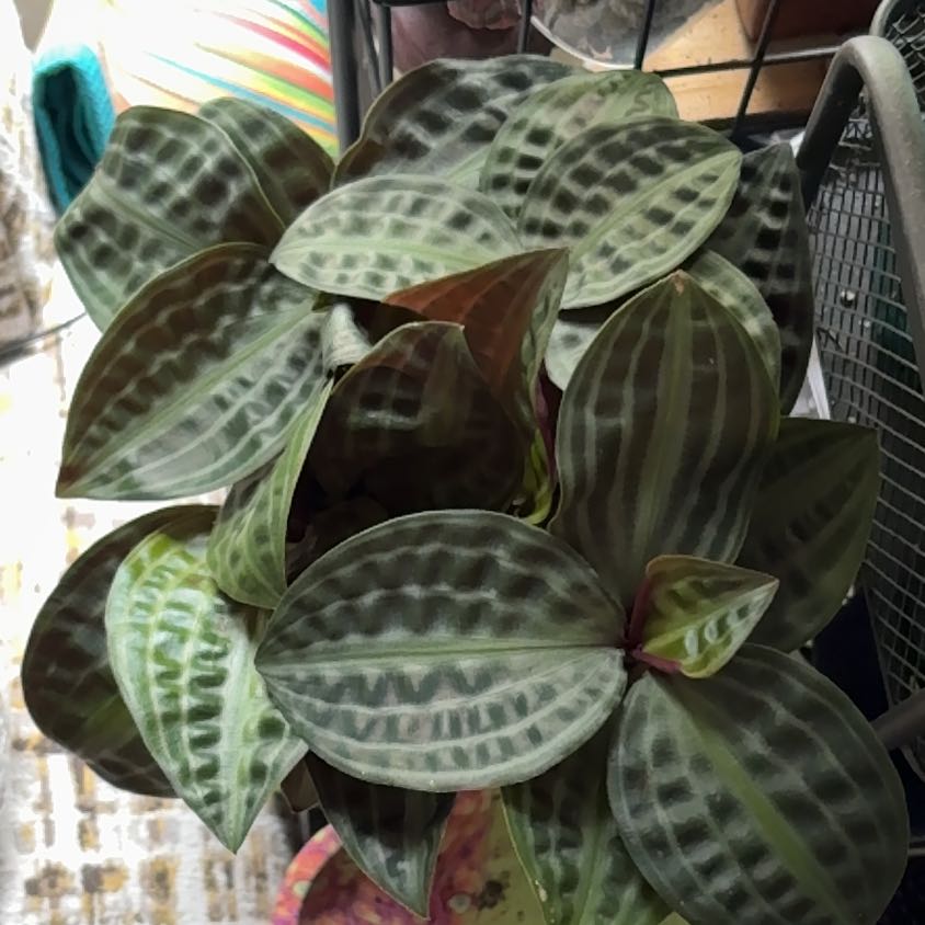 Photo of the plant species Jungle diva 'Roxie' by @YesMahoe10 named Coco on Greg, the plant care app