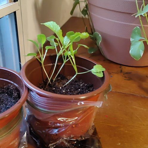 Photo of the plant species Radish by @HipAlmond18 named Spike on Greg, the plant care app