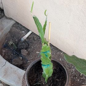 Photo of the plant species American Beauty Dragon Fruit by @FieryMayten38 named Lola on Greg, the plant care app