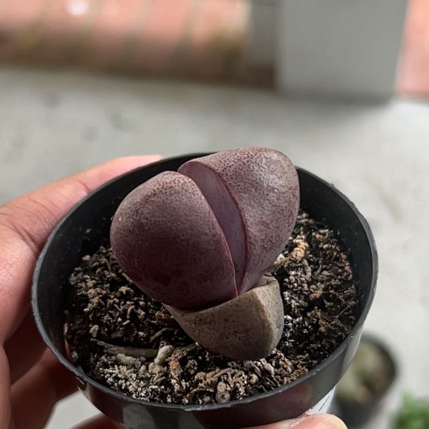 Photo of the plant species Purple Split Rock by @WorthyBlueoak38 named Drizzy on Greg, the plant care app