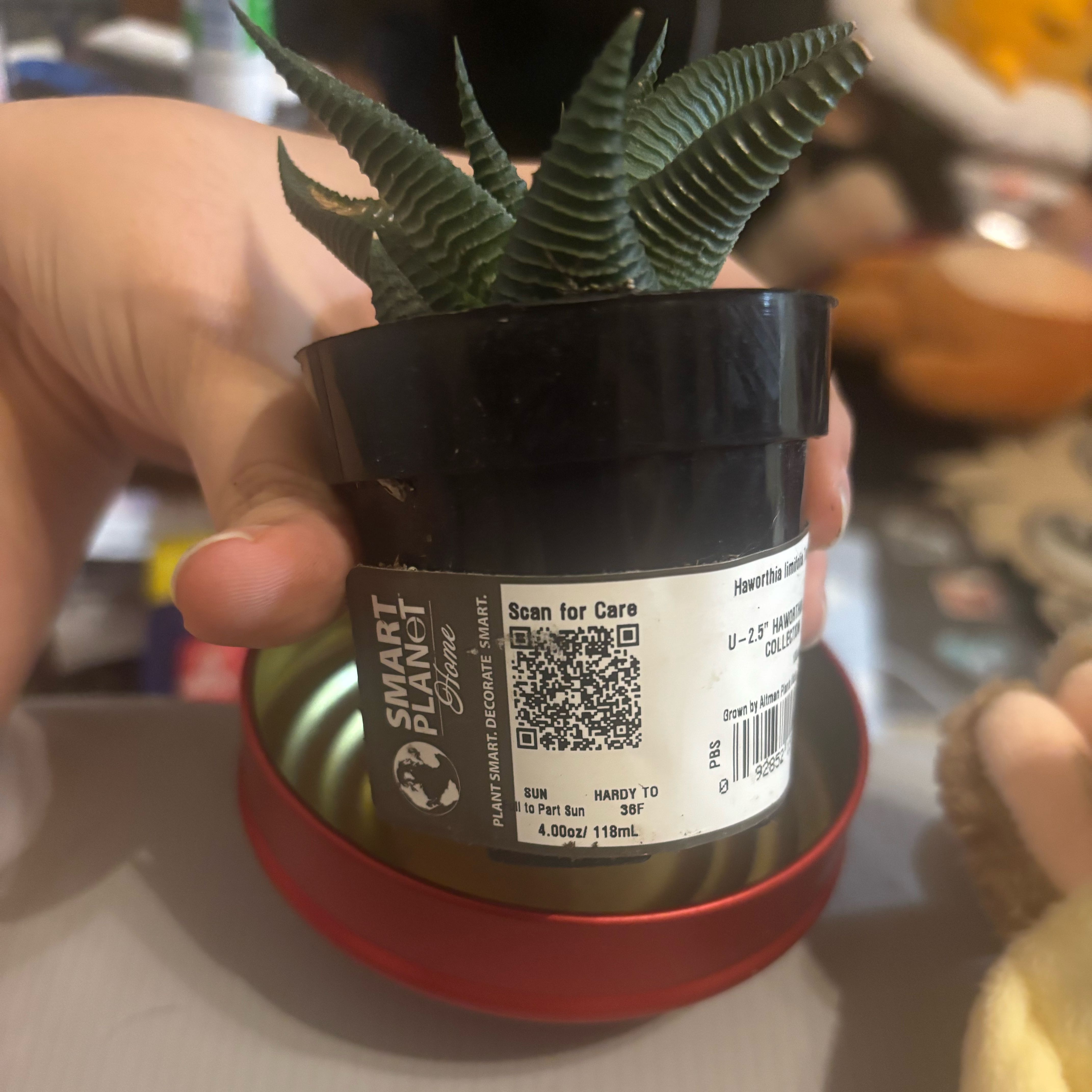 Photo of the plant species Haworthiopsis limifolia 'Twister' by @FairKanna35 named Sonora on Greg, the plant care app