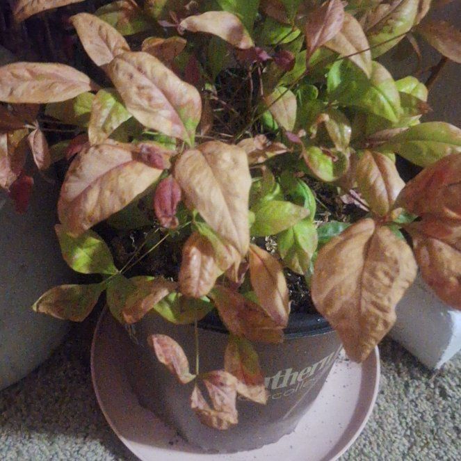 Photo of the plant species Sacred Bamboo by @YokeGarlic36 named Drake on Greg, the plant care app