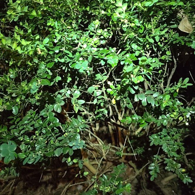 Photo of the plant species Sky Pencil Holly by @FairOrchids99 named Daphne on Greg, the plant care app