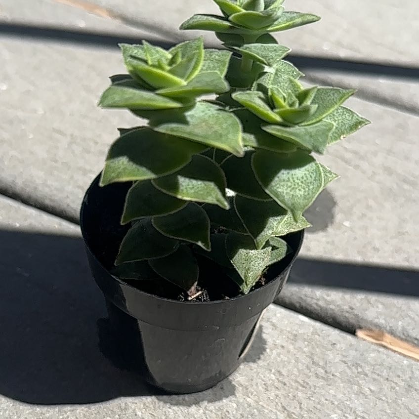Photo of the plant species Variegated String of Buttons by @EducatedFord53 named ChloroPhil on Greg, the plant care app